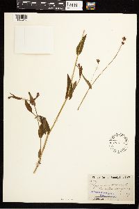 Persicaria sagittata image