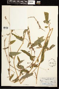 Persicaria sagittata image