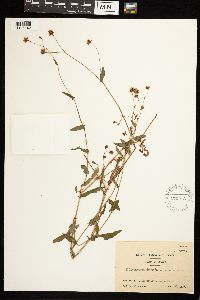 Persicaria sagittata image