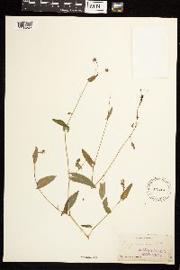 Persicaria sagittata image