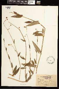 Persicaria sagittata image