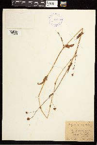 Persicaria sagittata image