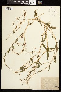 Persicaria sagittata image