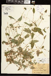 Persicaria sagittata image