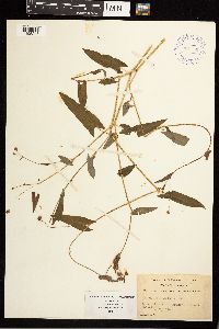 Persicaria sagittata image