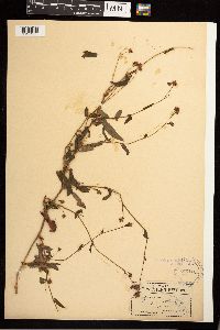 Persicaria sagittata image