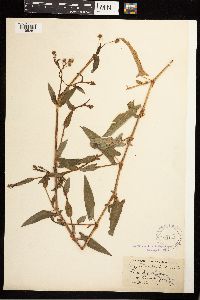 Persicaria sagittata image