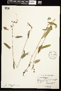 Persicaria sagittata image