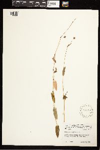 Persicaria sagittata image