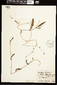 Persicaria sagittata image