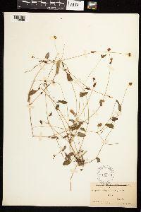 Persicaria sagittata image