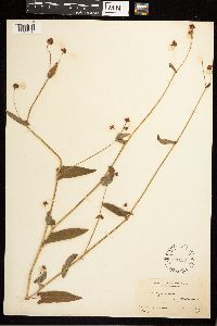 Persicaria sagittata image