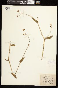 Persicaria sagittata image