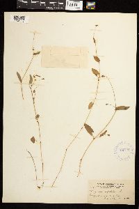 Persicaria sagittata image