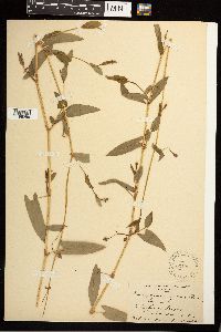 Persicaria sagittata image