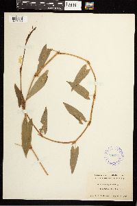 Persicaria sagittata image