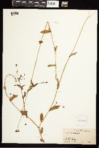 Persicaria sagittata image