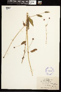 Persicaria sagittata image