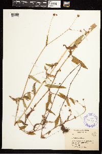 Persicaria sagittata image