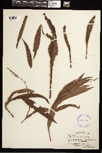 Media resource of Persicaria setacea