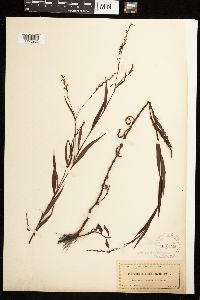 Persicaria setacea image