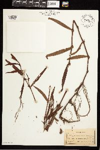 Persicaria setacea image