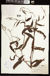 Persicaria setacea image