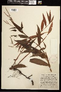 Persicaria setacea image