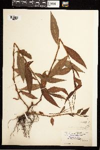 Persicaria setacea image