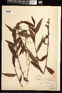 Persicaria setacea image