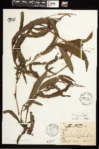 Persicaria setacea image