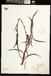 Persicaria setacea image