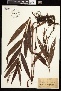 Persicaria setacea image