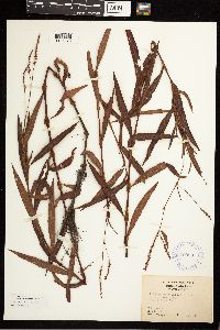 Persicaria setacea image