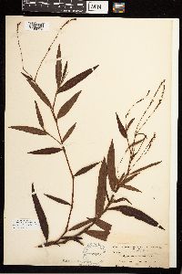 Persicaria setacea image