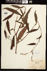 Persicaria setacea image