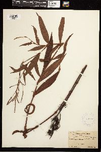 Persicaria setacea image