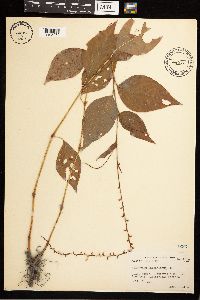 Persicaria virginiana image