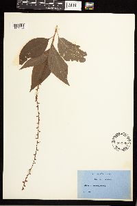 Persicaria virginiana image