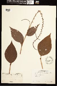 Persicaria virginiana image