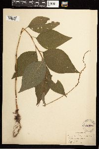 Persicaria virginiana image