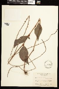 Persicaria virginiana image