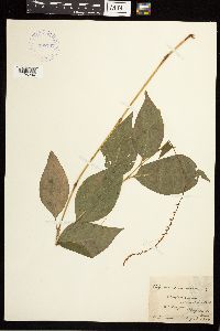 Persicaria virginiana image