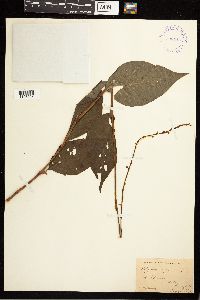 Persicaria virginiana image