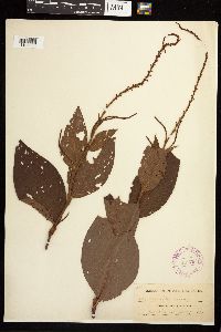Persicaria virginiana image