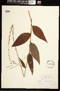 Persicaria virginiana image