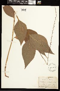 Persicaria virginiana image