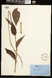 Persicaria virginiana image