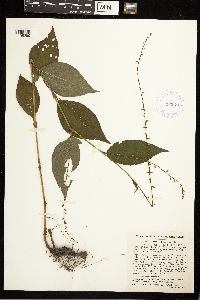 Persicaria virginiana image