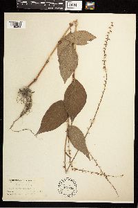 Persicaria virginiana image